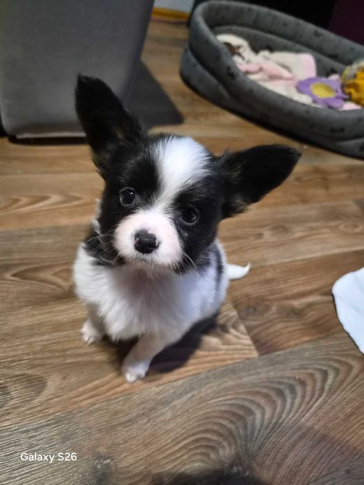 Papillon Spaniel Kontynentalny tricolor