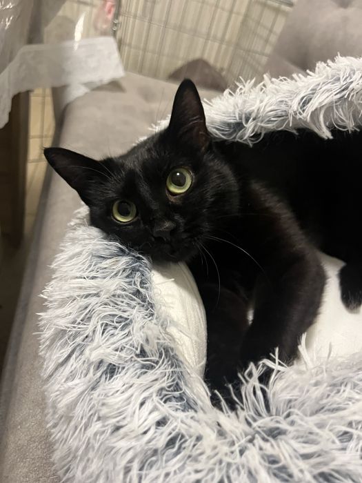 Віддам кицю в добрі руки