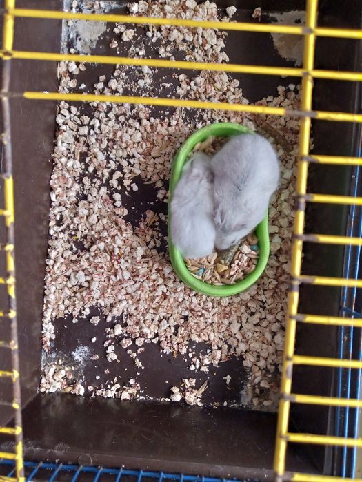 Хомячки Кременчуг