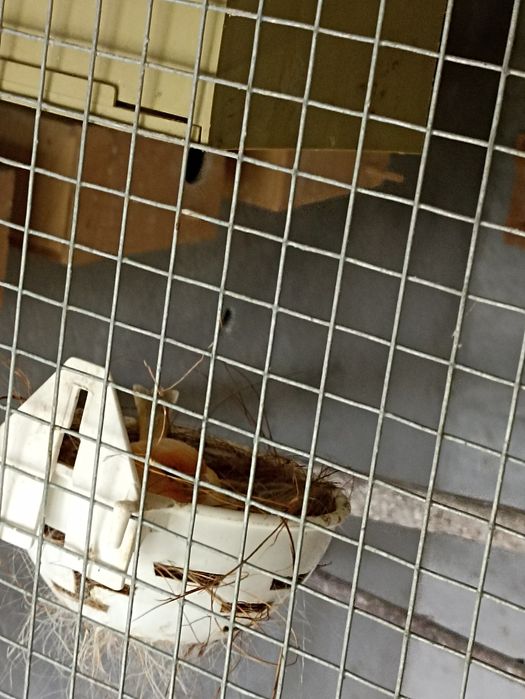 vendo 2 casais de canários ou troco por caturras