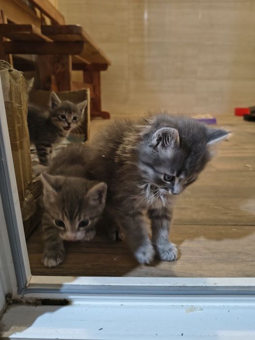 Кошенята шукають дім