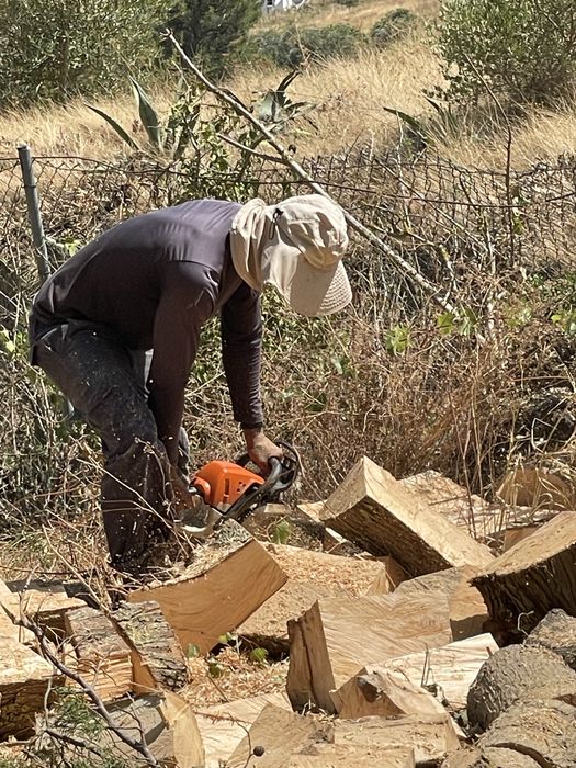 Desbaste e abate de arvores em situacao de risco