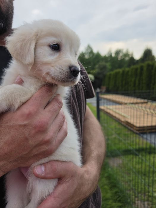 Golden Retriever-hodowla domowa