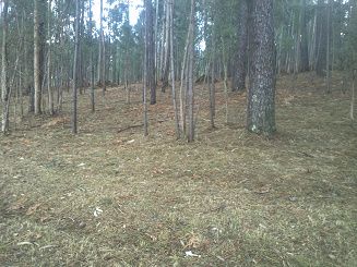 Limpezas Agroflorestais