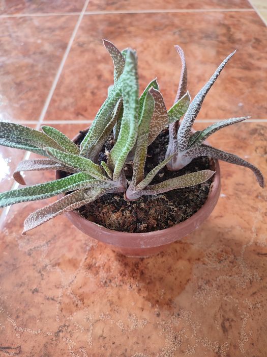 Вазон гастерия каріната кімнатна рослина