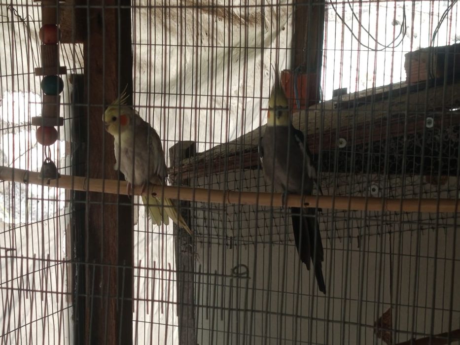 Vendo animais exóticos