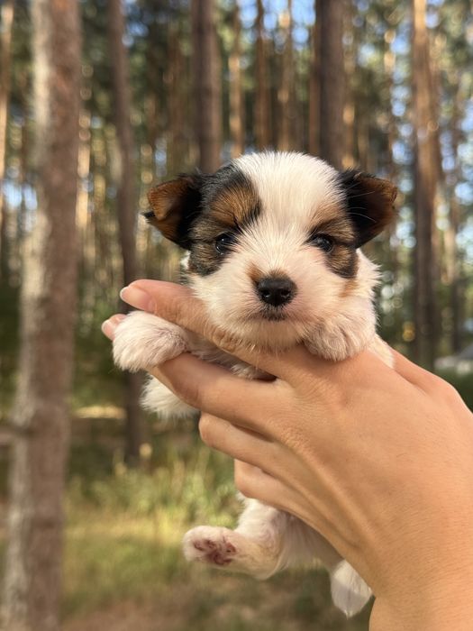 Елітна дівчинка бівер з документами КСУ/FCI
