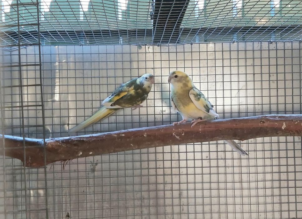 Red rumpeds  de 2025