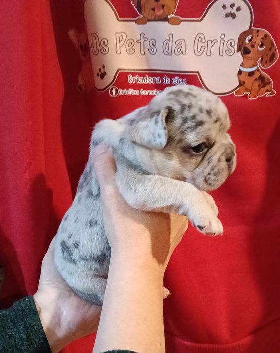 Lindo exemplar de bulldog francês blue merle