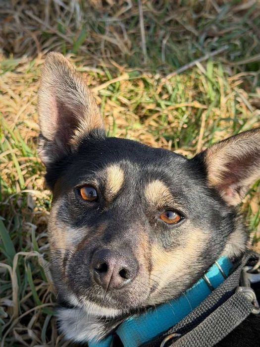 Ukołysz strach delikatnej Roxi...