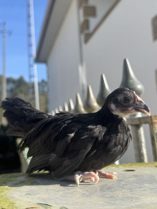 Disponiveis casais java negros