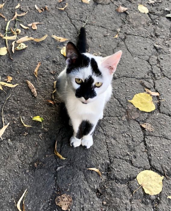 Кошенятко Доміно шукає родину!