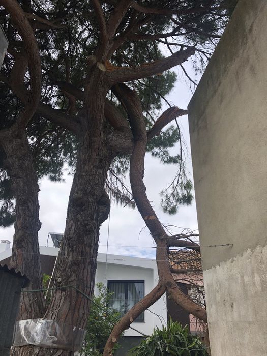 Corte Arvores e Limpeza Terrenos