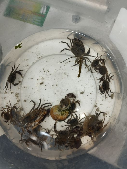 Крабы пресноводные