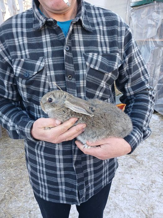 Кролі на плем'я метиси