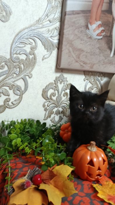 Продам кошеня грайливе і лагідне