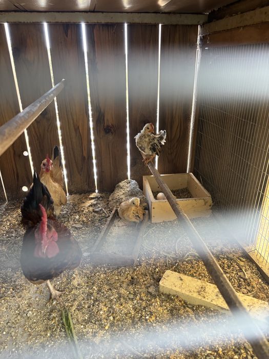 Garnisas anas prateadas