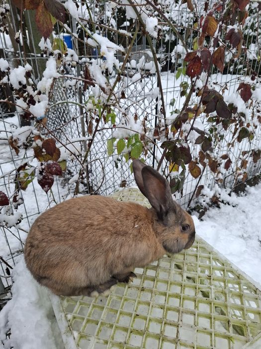 Srokacz srokacze samce