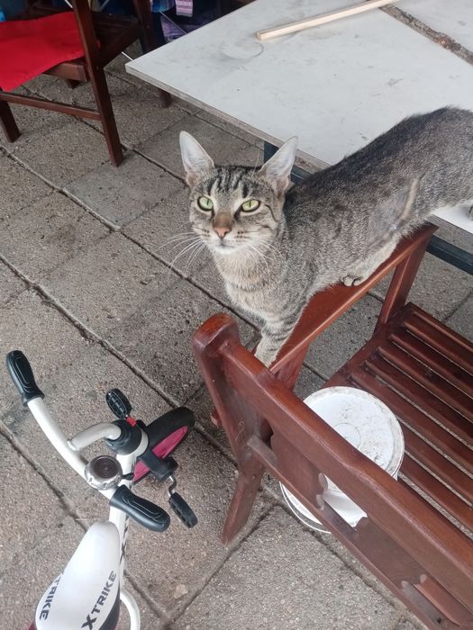 Podarujecie kotce dom!