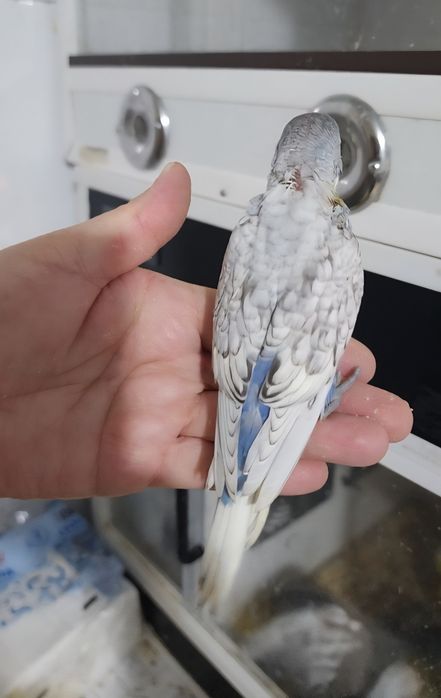 Piriquito 100% domesticado