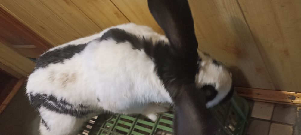 Sprzedaję srokacza niemieckiego