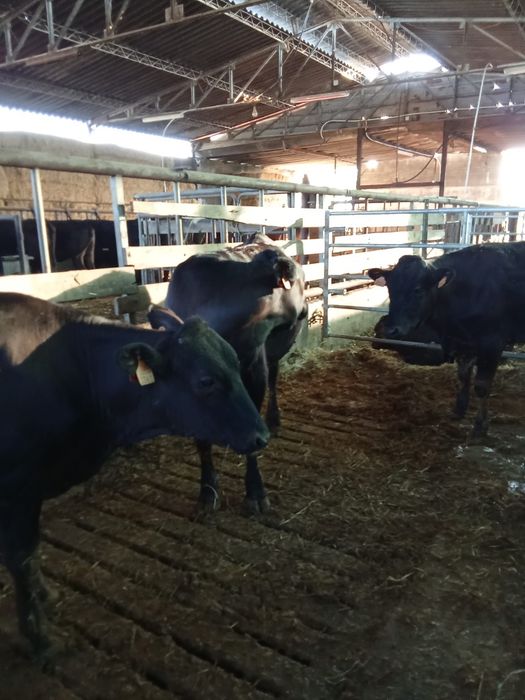 Novilhos castrados Wagyu Puros – com 10/14 meses
