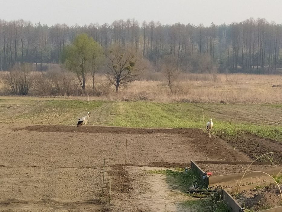 Земельна ділянка 42сот. під будівництво поруч р.Здвиж , с.Завалівка