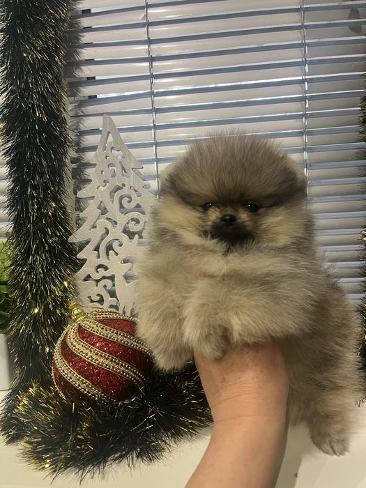 Померанский мальчишка.