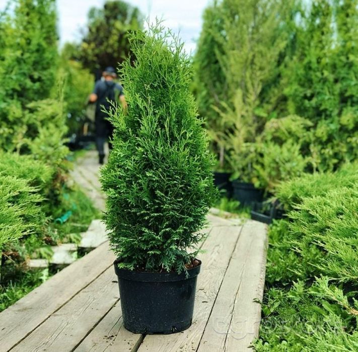 Туя Смарагд/Smaragd