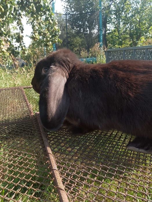Królik baran francuski czarny samiec