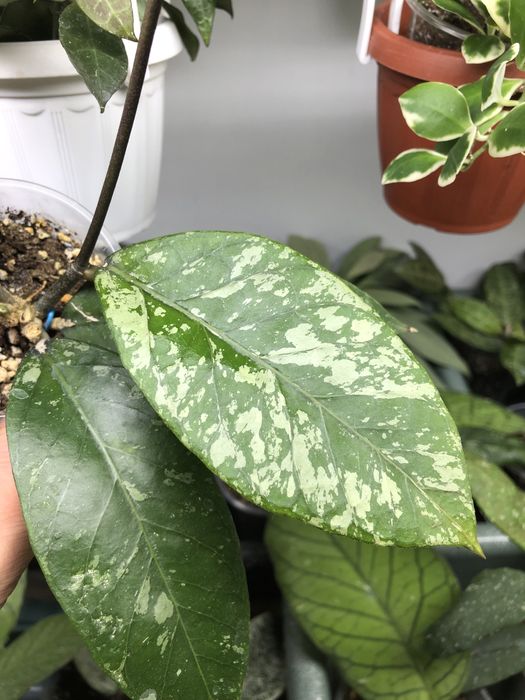 Продаж Hoya Хойя