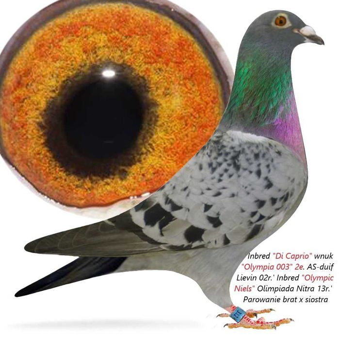 Top int. "Olympiade 003"