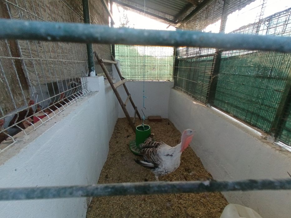 Peru macho mudar casa