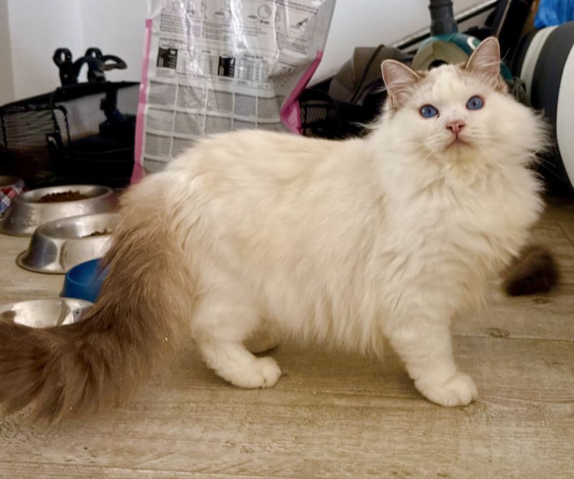 Kocurek Ragdoll seal bicolor lynx