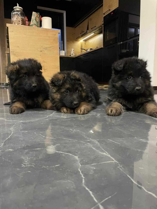 Owczarek Niemiecki długowłosy czarno podpalany suczka