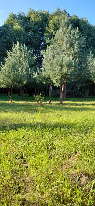 Sprzedam działkę budowlaną wśród lasów - Widok 5