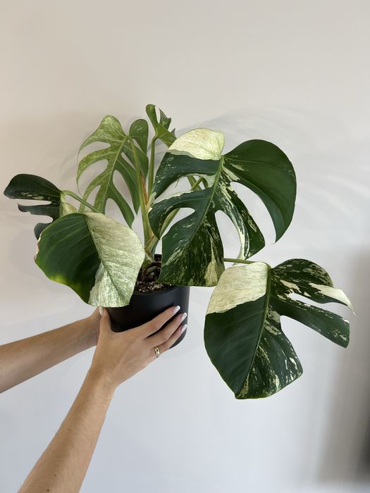 Monstera Jungle Mint (szczyt)