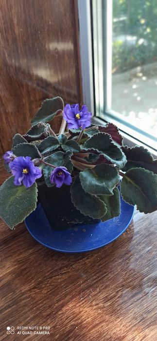 Фіалки продам кущики