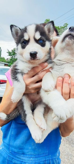 Сибірський хаскі .