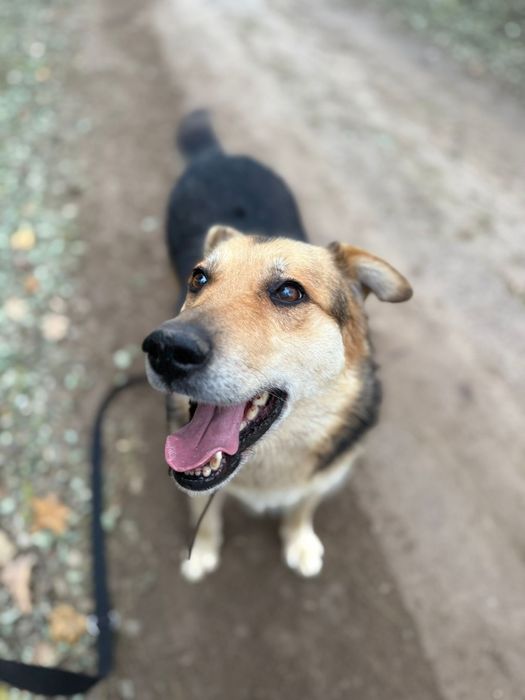 Proludzki Ege czeka by dom tymczasowy zmienić na stały