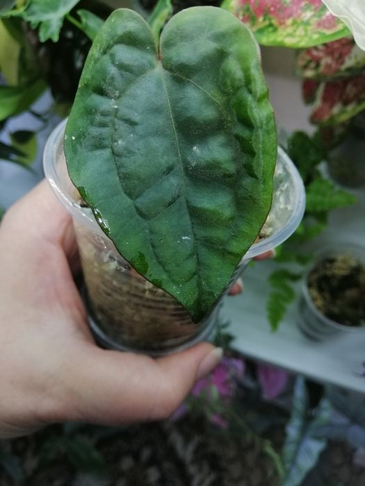 Антуриум papillilaminum, AOS&Dressleri, кларинервиум