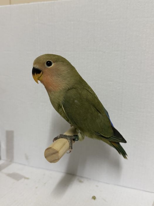 Roseicollis verde criado a mão