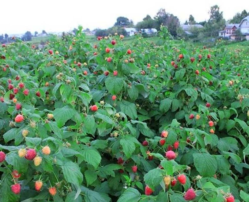 Ремонтантна малина з високою врожайністю та великими ягодами купити
