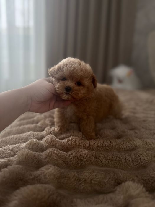 Vip Мікро Хлопчик Мальтипу  ф1 карамель корейський тип тедді