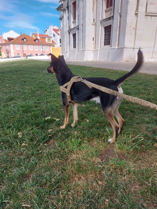 Pet-Sitting -  Vai-se ausentar podemos ficar com o seu patudo