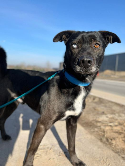 Wyjątkowi bracia polecają się do adopcji!