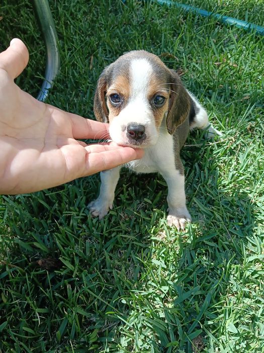 Beagle macho tricolor