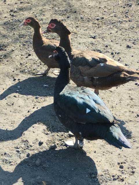 kaczki  piżmowe kolorowe