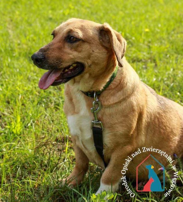 Młoda, bardzo przyjazna sunia Kalma szuka domu!