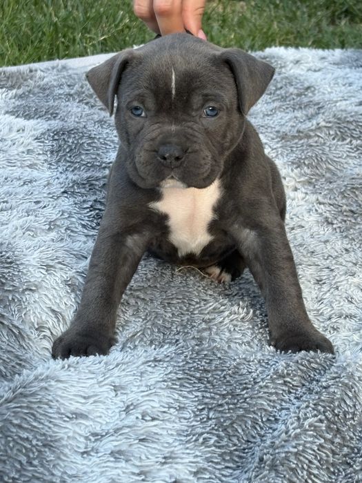 Genialne szczeniaki Amstaff z rodowodem.
